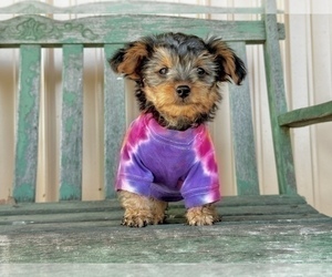 Morkie Puppy for Sale in CASSVILLE, Missouri USA