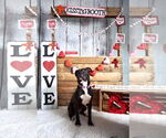 Small #61 American Pit Bull Terrier Mix