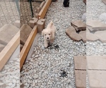 Puppy 2 Poodle (Toy)-Schnauzer (Miniature) Mix