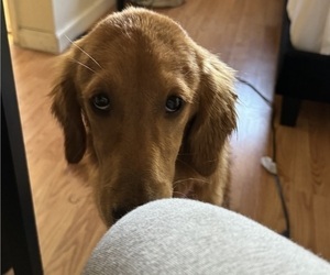 Golden Retriever Puppy for sale in ANTIOCH, CA, USA