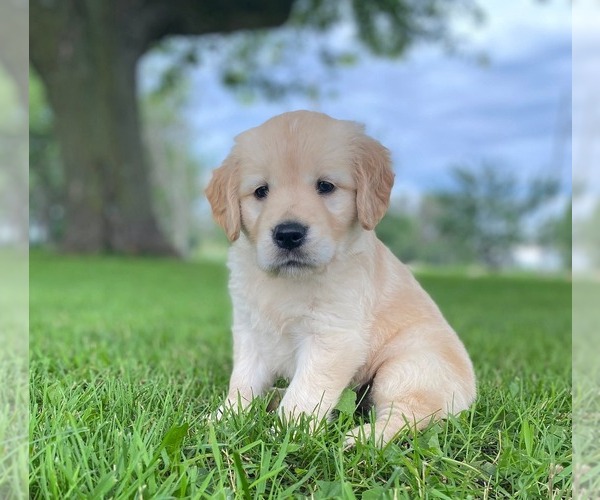 Medium Photo #1 Golden Retriever Puppy For Sale in STEWARTVILLE, MN, USA
