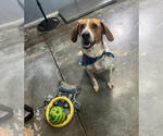 Small #3 Beagle Mix