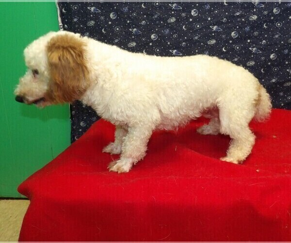 Medium Photo #4 Bichon Frise-Poodle (Standard) Mix Puppy For Sale in PATERSON, NJ, USA