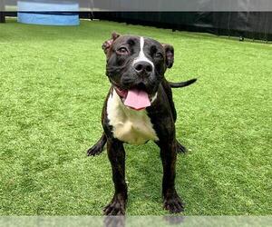 Labrador Retriever-Staffordshire Bull Terrier Mix Dogs for adoption in Orange, CA, USA