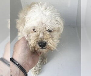 Maltese Dogs for adoption in Houston, TX, USA