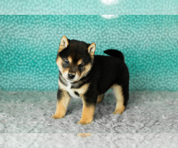 Medium Photo #7 Shiba Inu Puppy For Sale in MILLERSBURG, IN, USA