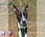Small #1 Mutt
