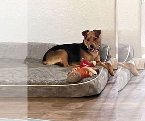Chihuahua-Unknown Mix Dogs for adoption in Polson, MT, USA