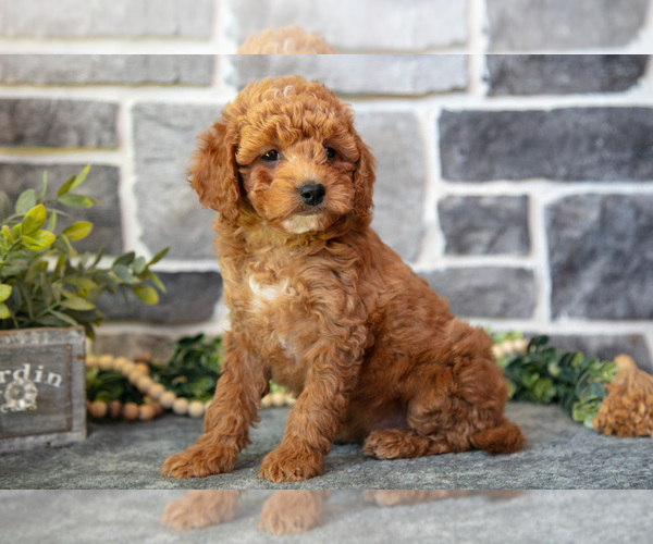 Medium Photo #3 Cockapoo (Toy) Puppy For Sale in MIFFLINBURG, PA, USA