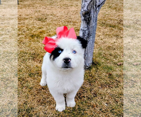 Medium Photo #9 Australian Shepherd-Unknown Mix Puppy For Sale in Sandy, UT, USA