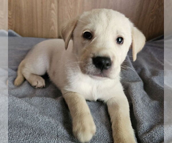 Medium Photo #2 Huskies -Unknown Mix Puppy For Sale in Olalla, WA, USA