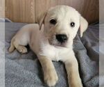 Small #1 Huskies  Mix