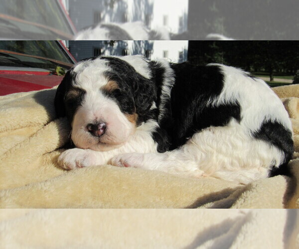 Medium Photo #1 Bernedoodle Puppy For Sale in BIG ROCK, IL, USA