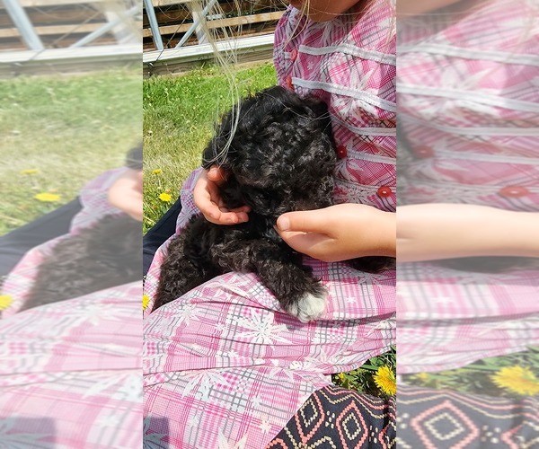 Medium Photo #3 Poodle (Miniature) Puppy For Sale in GREENWOOD, WI, USA