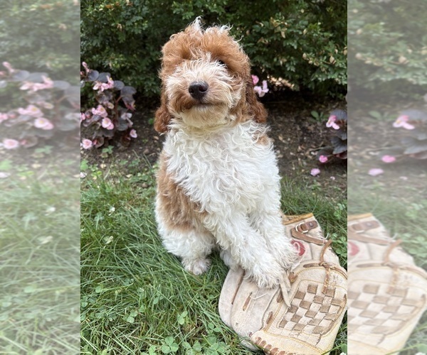 Medium Photo #4 Goldendoodle (Miniature) Puppy For Sale in MIDDLEBURY, IN, USA