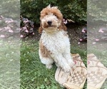 Small #3 Goldendoodle (Miniature)
