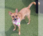 Small Chihuahua Mix