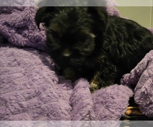 Yorkshire Terrier Litter for sale in CLAREMORE, OK, USA