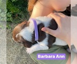Small Photo #31 Pointer Puppy For Sale in SACRAMENTO, CA, USA