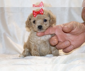 Poodle (Toy) Puppy for sale in DYERSBURG, TN, USA