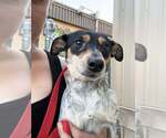 Small #2 Chihuahua Mix