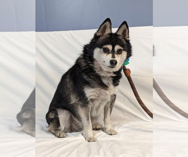 Medium Photo #7 Mutt Puppy For Sale in Minneapolis, MN, USA