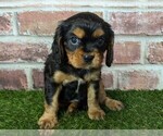 Small #6 Cavalier King Charles Spaniel