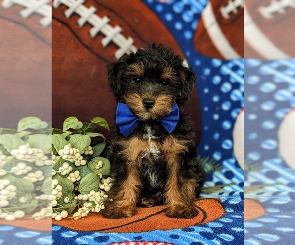 Medium Photo #4 Poodle (Toy)-Yorkshire Terrier Mix Puppy For Sale in OXFORD, PA, USA