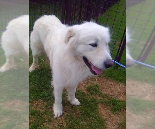 Medium Photo #5 Great Pyrenees Puppy For Sale in Spring, TX, USA