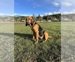 Small Photo #1 Bloodhound Puppy For Sale in SWEET HOME, OR, USA