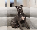 Cardie - Female Cane Corso Puppy for Sale - Small photo