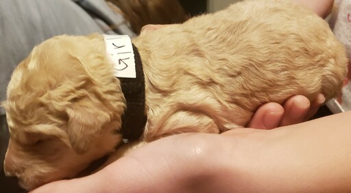 Medium Photo #3 Goldendoodle Puppy For Sale in SACRAMENTO, CA, USA