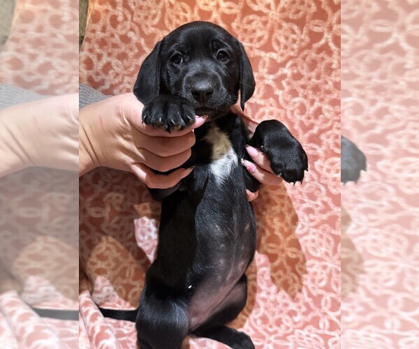 Medium Photo #12 Labmatian Puppy For Sale in ANTIOCH, CA, USA