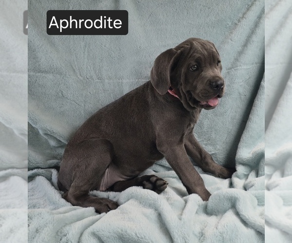 Medium Photo #5 Cane Corso Puppy For Sale in MINERAL WELLS, WV, USA