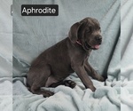 Small #4 Cane Corso
