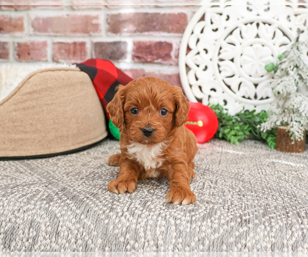 Medium Photo #5 Cavapoo (Miniature) Puppy For Sale in SYRACUSE, IN, USA