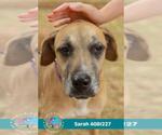 Small #1 Labrador Retriever
