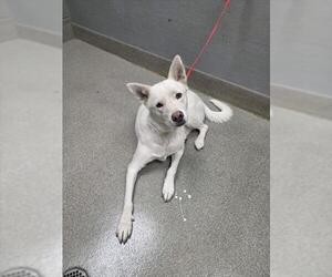 Siberian Husky-Unknown Mix Dogs for adoption in Las Vegas, NV, USA