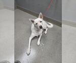Small Siberian Husky Mix
