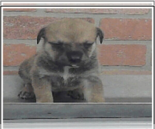 Medium Photo #5 Rottweiler-Unknown Mix Puppy For Sale in Lakewood, CO, USA