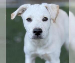 Ricky - Male Labrador Retriever-Unknown Mix Dog for Adoption - Photo #10