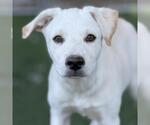 Small Photo #10 Labrador Retriever-Unknown Mix Puppy For Sale in San Diego, CA, USA