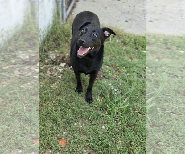 Medium Photo #1 Mutt Puppy For Sale in Crandall, GA, USA