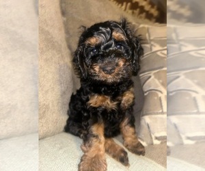 Cockapoo Puppy for sale in AUGUSTA, KY, USA