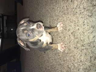 Staffordshire Bull Terrier Puppy for sale in LAWTON, OK, USA
