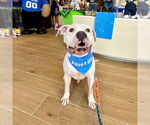 Small #1 American Staffordshire Terrier Mix