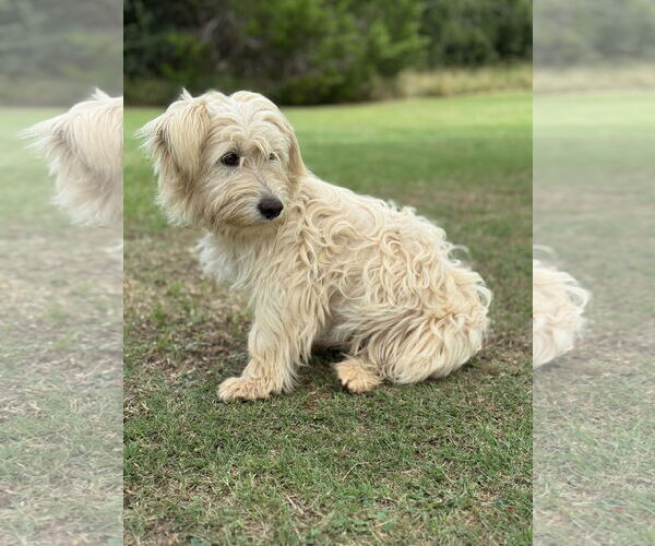 Medium Photo #6 Unknown-Wheaten Terrier Mix Puppy For Sale in PIPE CREEK, TX, USA