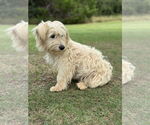 Small #5 Wheaten Terrier Mix