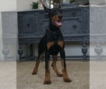Small #9 Doberman Pinscher
