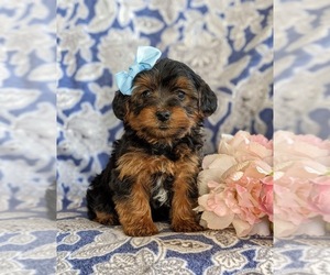 YorkiePoo Puppy for sale in LINCOLN UNIV, PA, USA